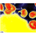 Selected Recent Pharmaceutical Publications (Flu Virus)